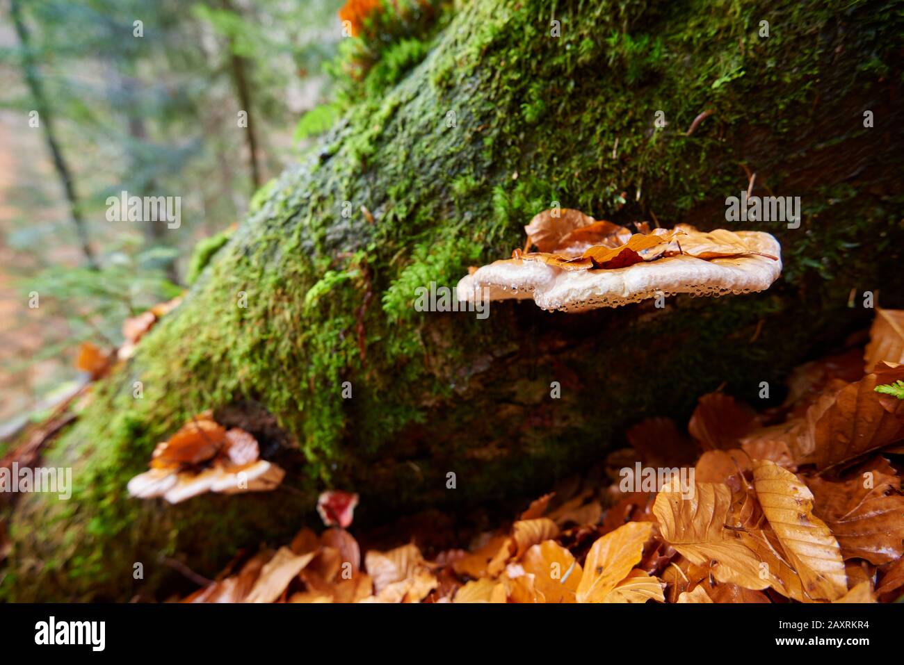 Tinder fungo (Fomentarius), tronco d'albero, faggio europeo, Fagus sylvatica, autunno, Foresta Bavarese Foto Stock