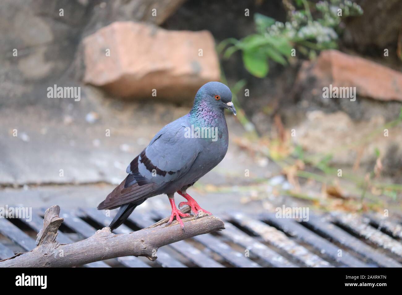 Corpo pieno di un giovane uccello piccione femmina dormire a glossario pianta di legno su parete d'acqua, piccione blu domestico, primo piano di piccione uccello, ritratto di y Foto Stock