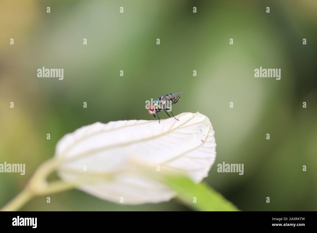 Corpo pieno di un giovane insetto domestico o della casa del mosca che trasmette il massaggio ad altro insetto del mosca sulla foglia verde del bacche, concetto per la comunicazione, immagini del mosca, Foto Stock