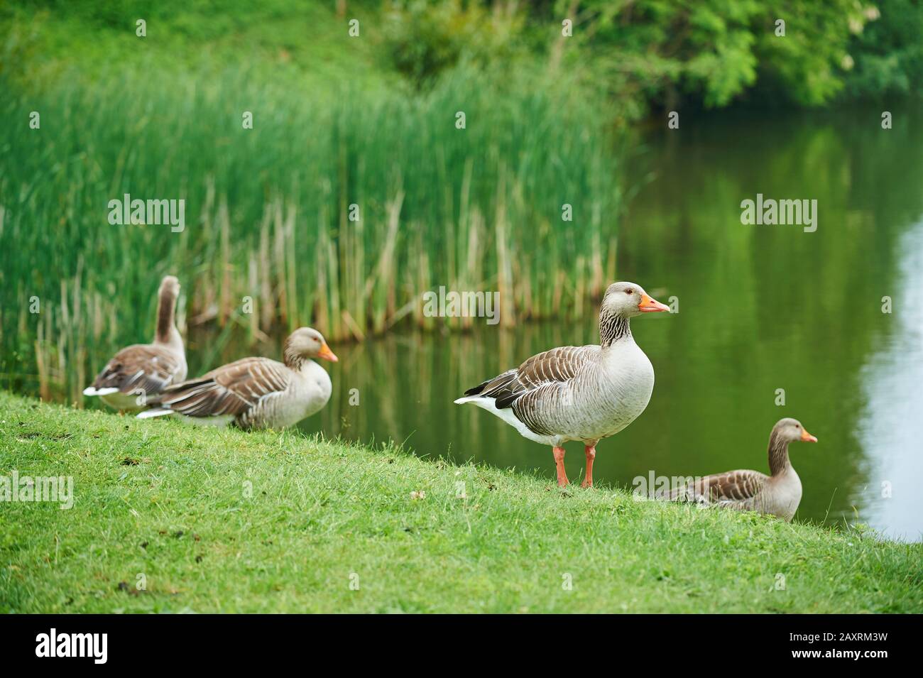 Oche grigiollag, Anser anser, prato, in piedi, bordo acque Foto Stock