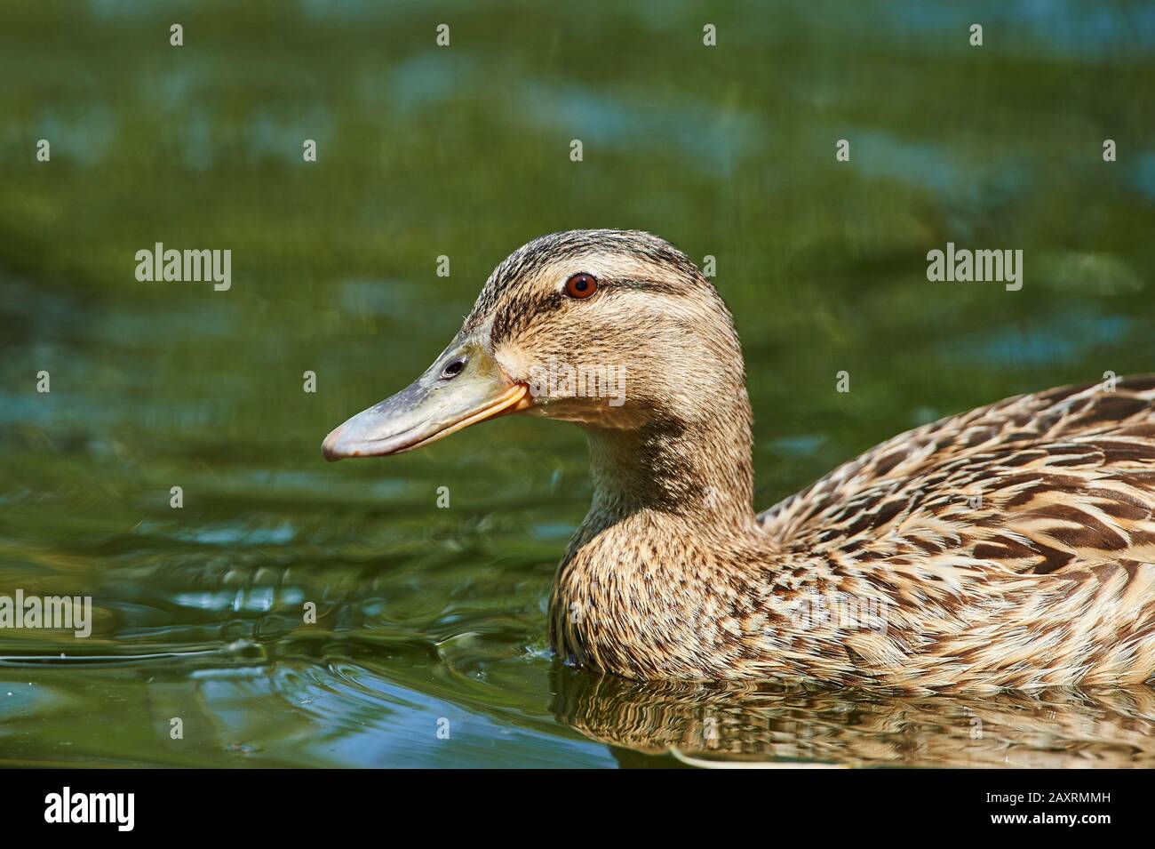 Mallard, Anas platyrhynchos, acqua, lateralmente, nuoto, mezzo ritratto Foto Stock