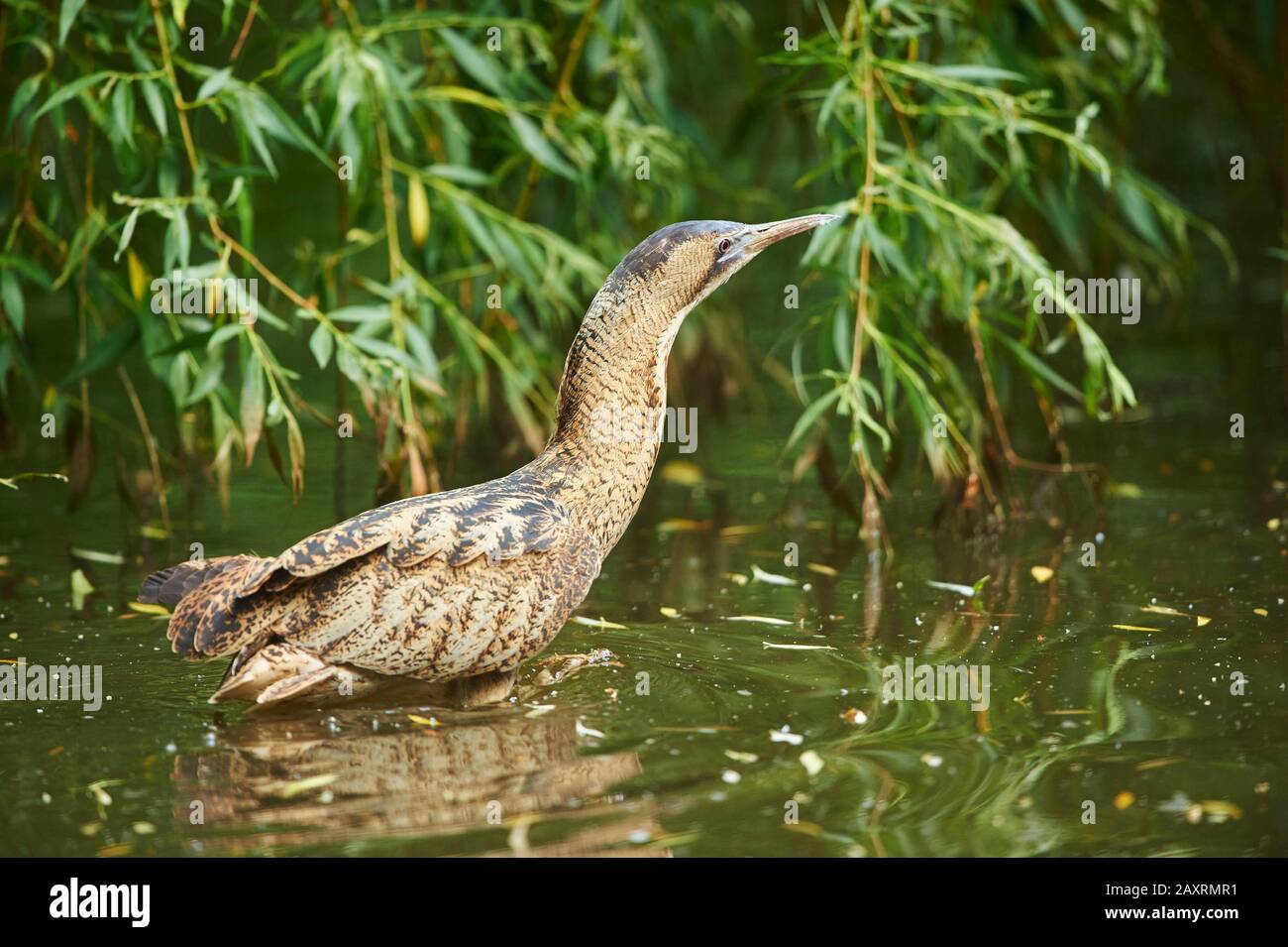 Bittern, grande bittern (Botaurus stellaris), uccello adulto Foto Stock