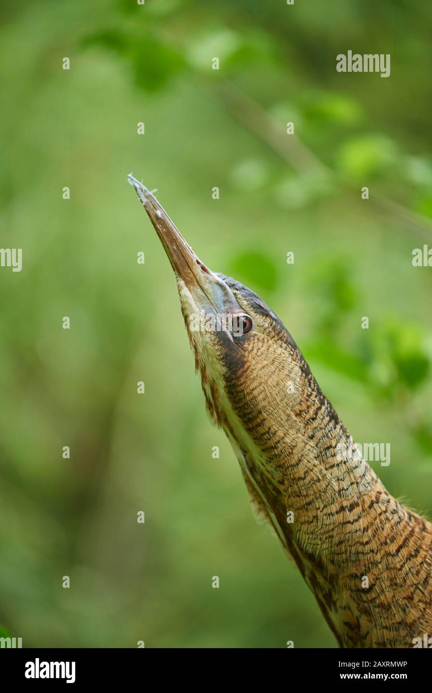 Bittern, grande bittern (Botaurus stellaris), uccello adulto, ritratto Foto Stock