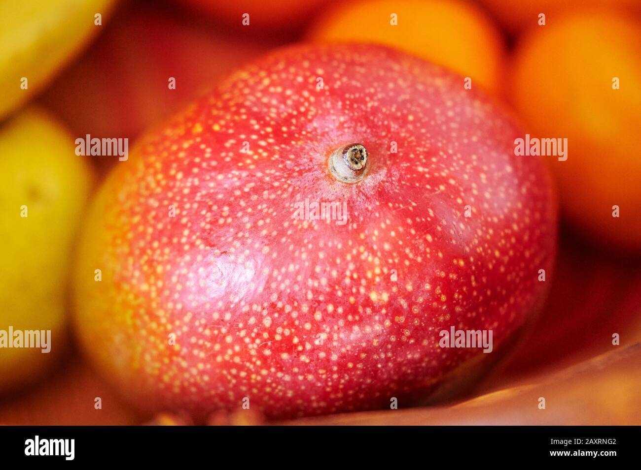 Mango , indica di Mangifera, vita Morta, cibo, Frutta, frutta tropicale Foto Stock