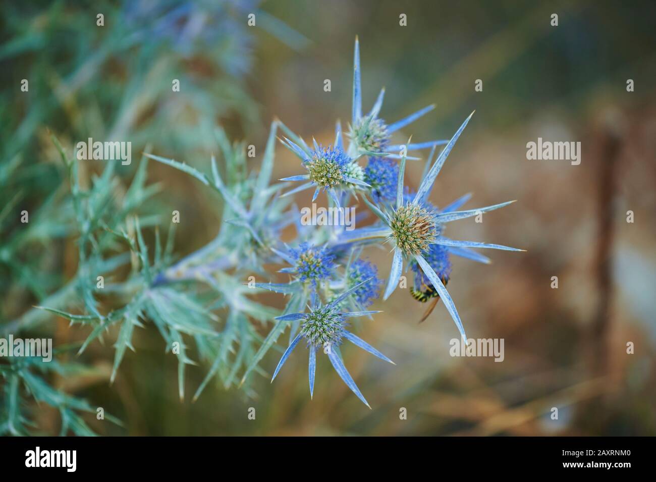 Amethyst eryngo (Eryngium ametystinum), Blossom, Cres, Croazia Foto Stock