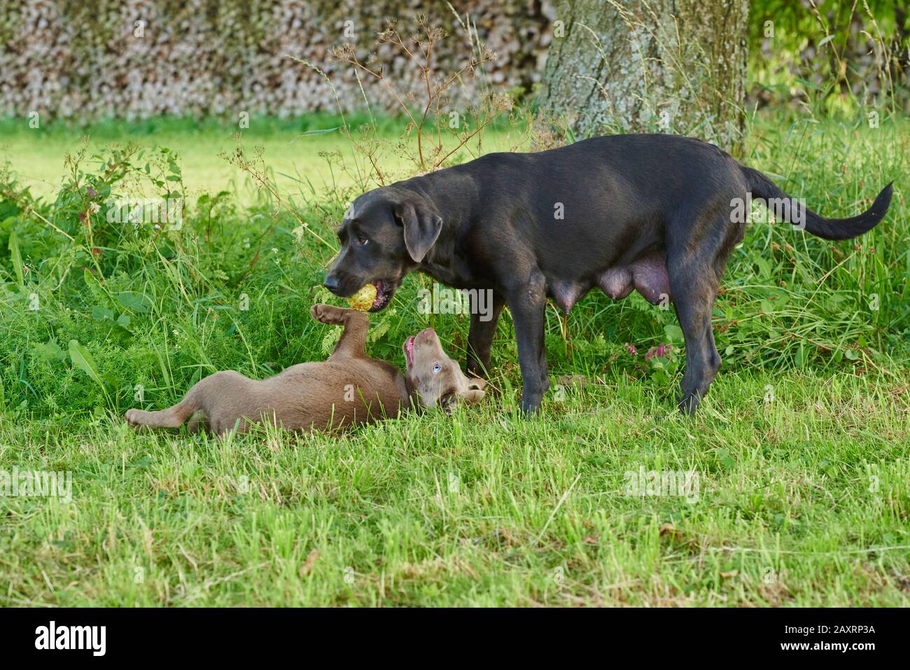 Labrador Retriever, cioccolato marrone, grigio, cucciolo, prato, frontale, guardare nella fotocamera Foto Stock