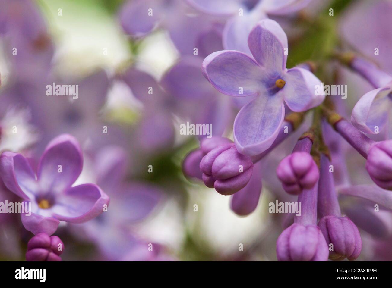 Viola fioritura lilla all'aperto Foto Stock