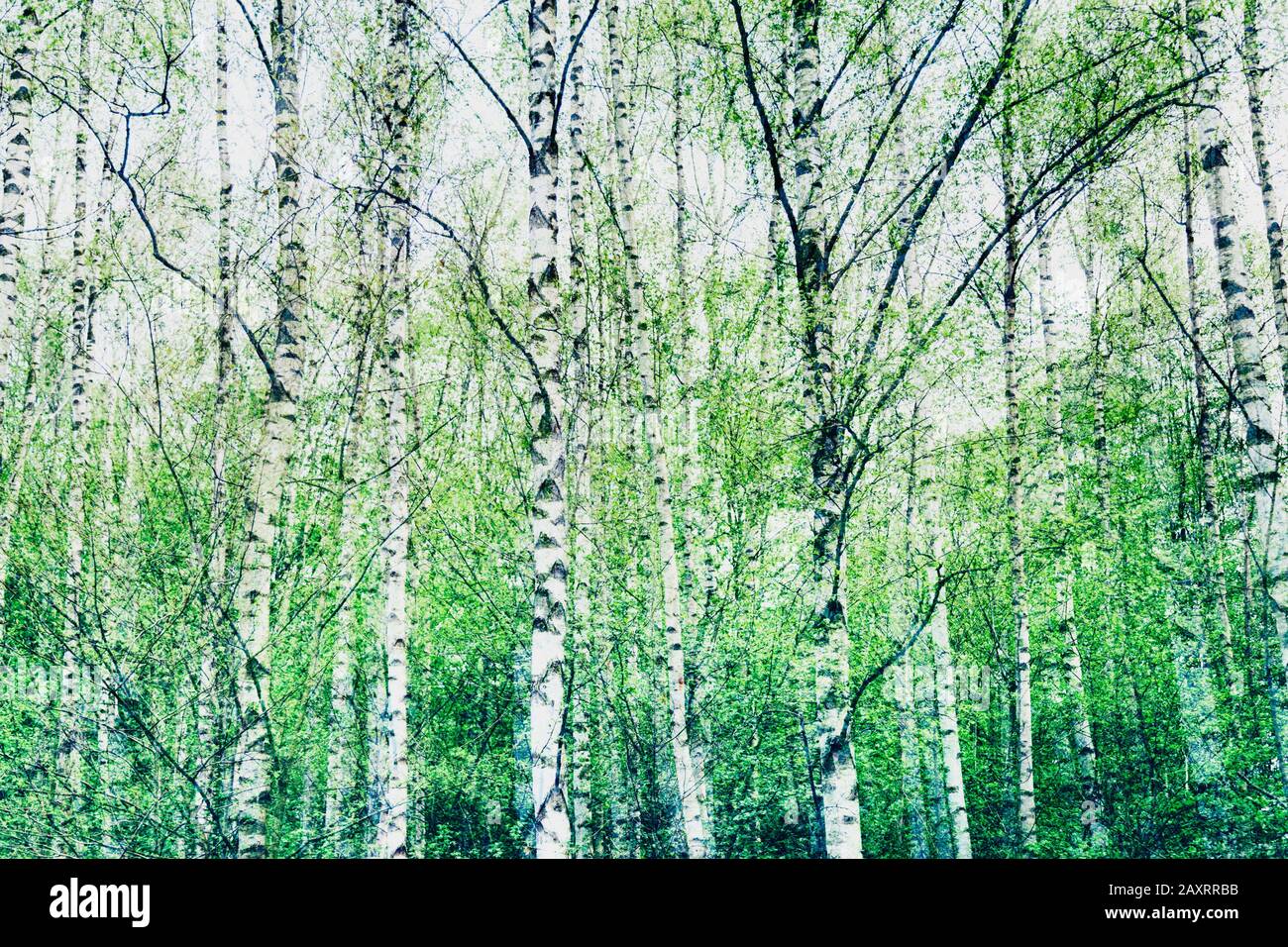 Foresta di betulla in primavera, primo piano Foto Stock