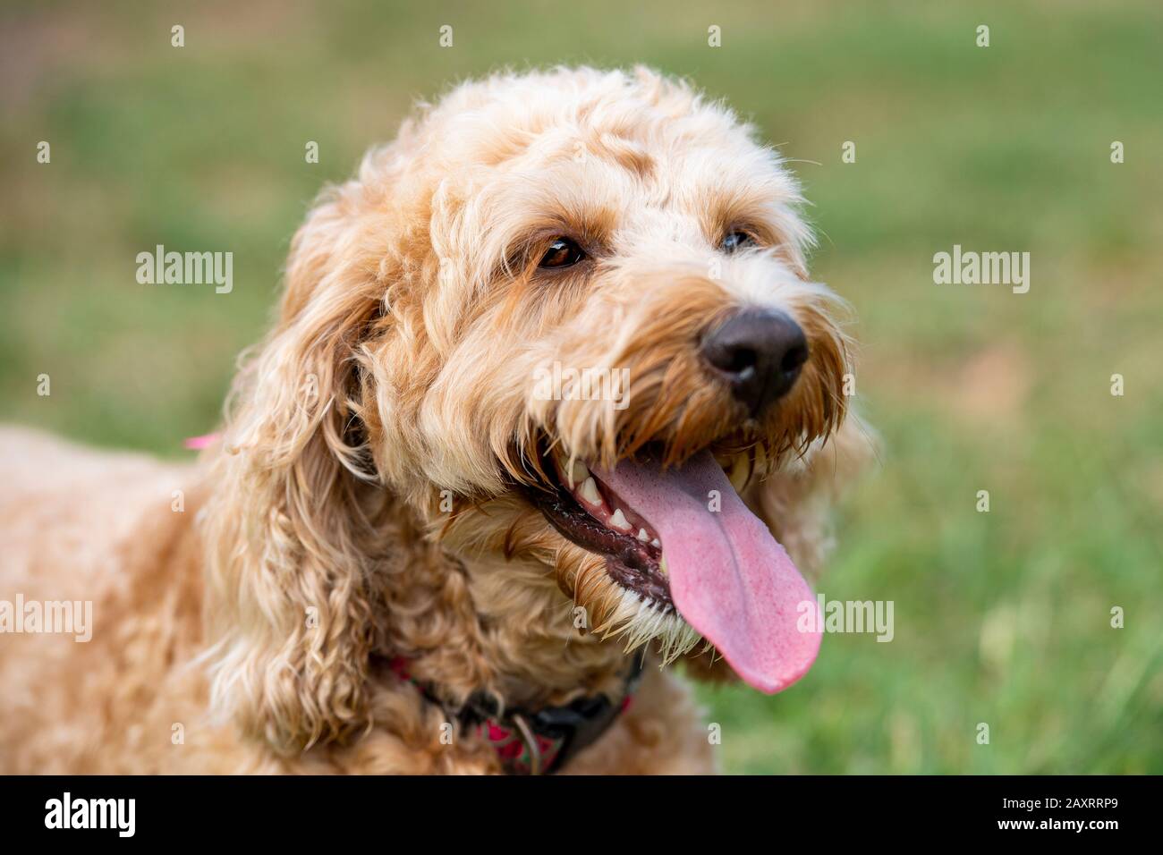 Un cane di spoodle color miele siede tranquillamente in un parco dopo il tempo giocando con una sfera. Foto Stock