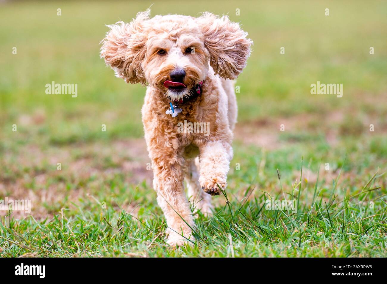 Un cane scarabocchiato insegue una palla in un parco australiano Foto Stock