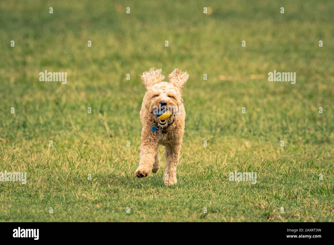 Un cane scarabocchiato insegue una palla in un parco australiano Foto Stock