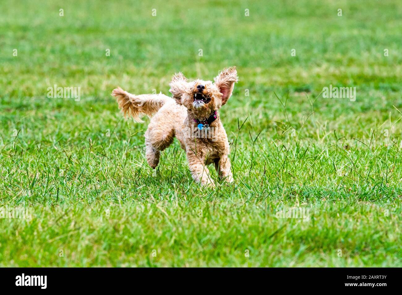 Un cane scarabocchiato insegue una palla in un parco australiano Foto Stock