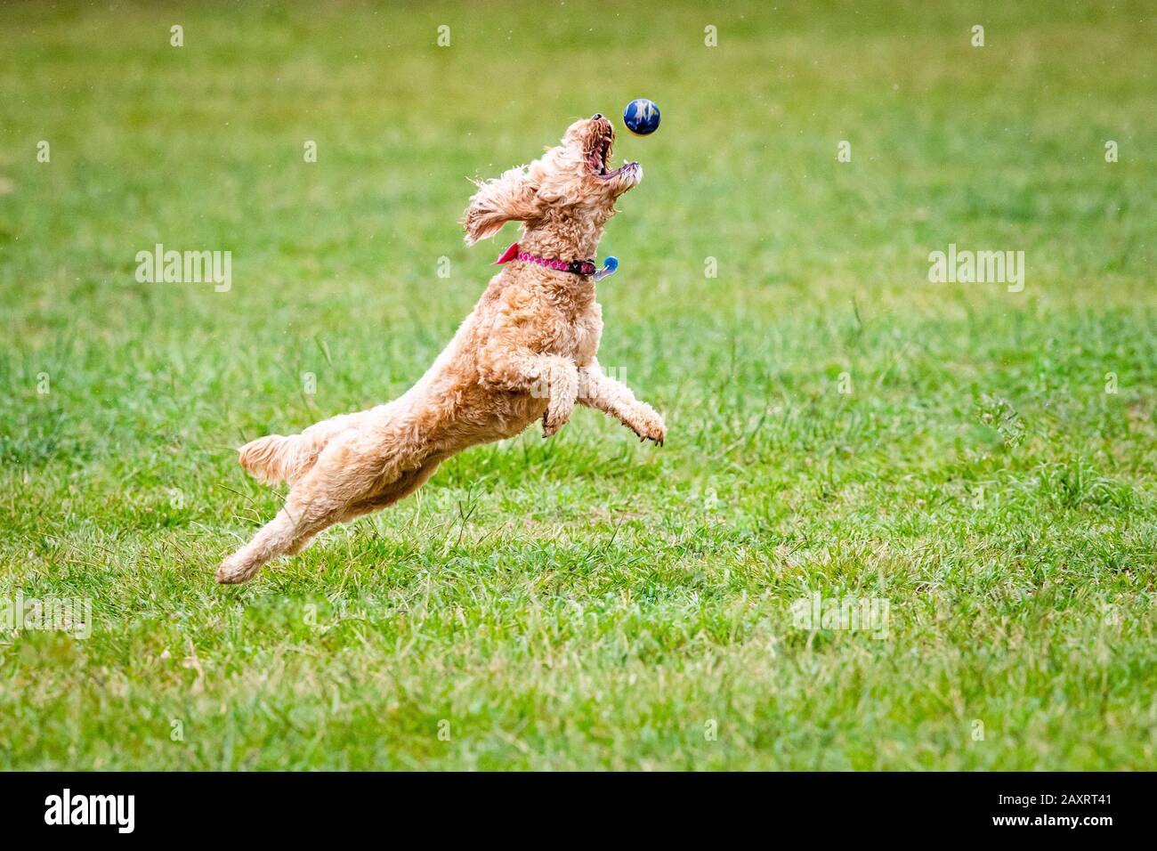 Un cane scarabocchiato insegue una palla in un parco australiano Foto Stock