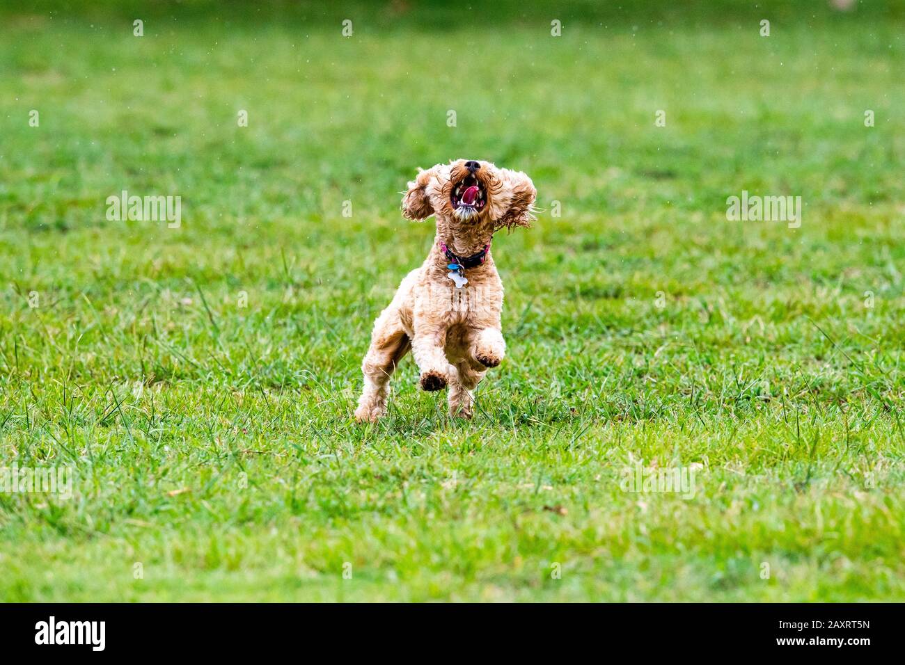Un cane scarabocchiato insegue una palla in un parco australiano Foto Stock