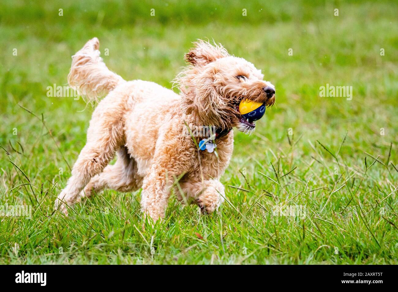 Un cane scarabocchiato insegue una palla in un parco australiano Foto Stock