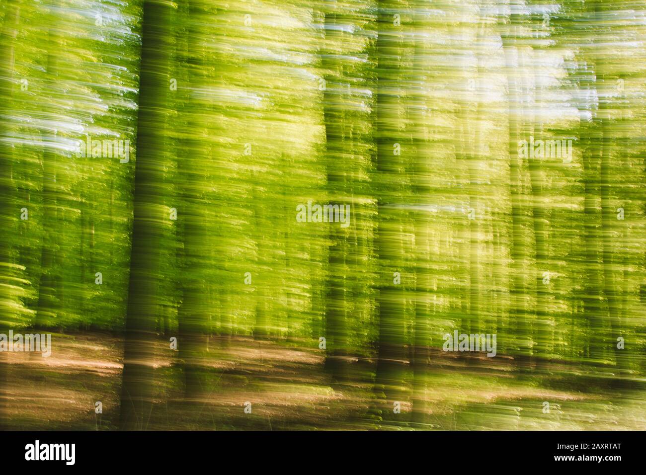 Foresta composizione, foresta caduca, alienato Foto Stock