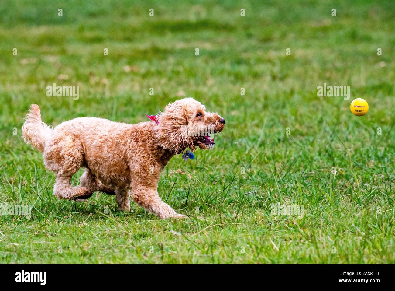 Un cane scarabocchiato insegue una palla in un parco australiano Foto Stock