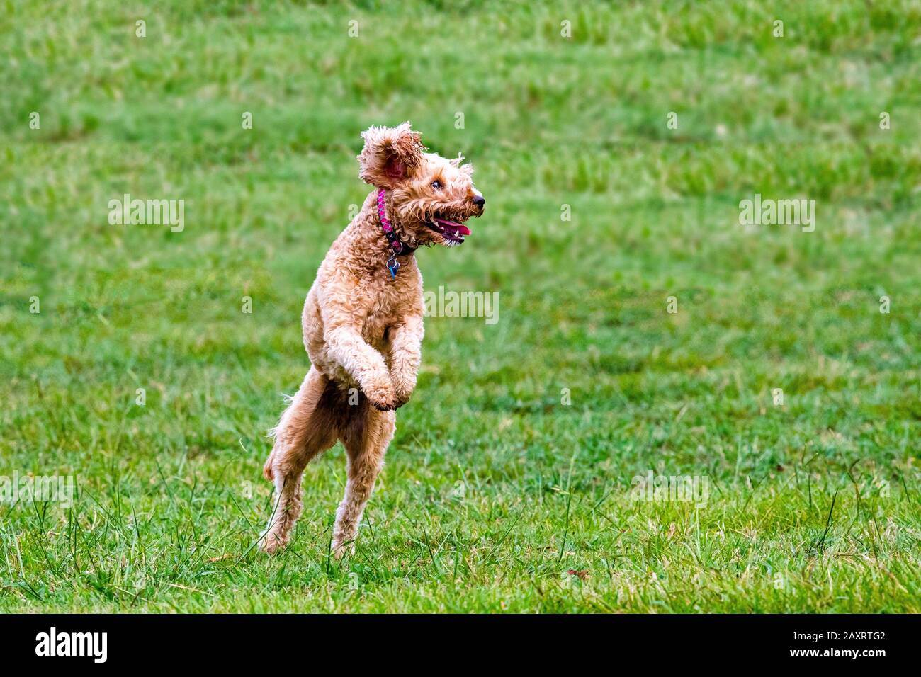 Un cane scarabocchiato insegue una palla in un parco australiano Foto Stock