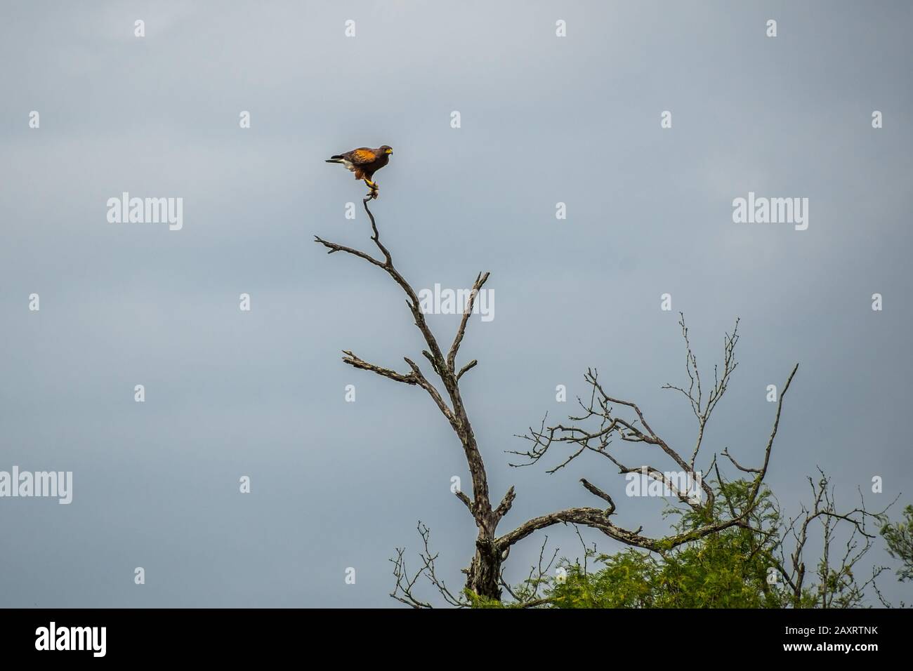 Harris Hawk Nel Rio Grande Valley State Park, Texas Foto Stock