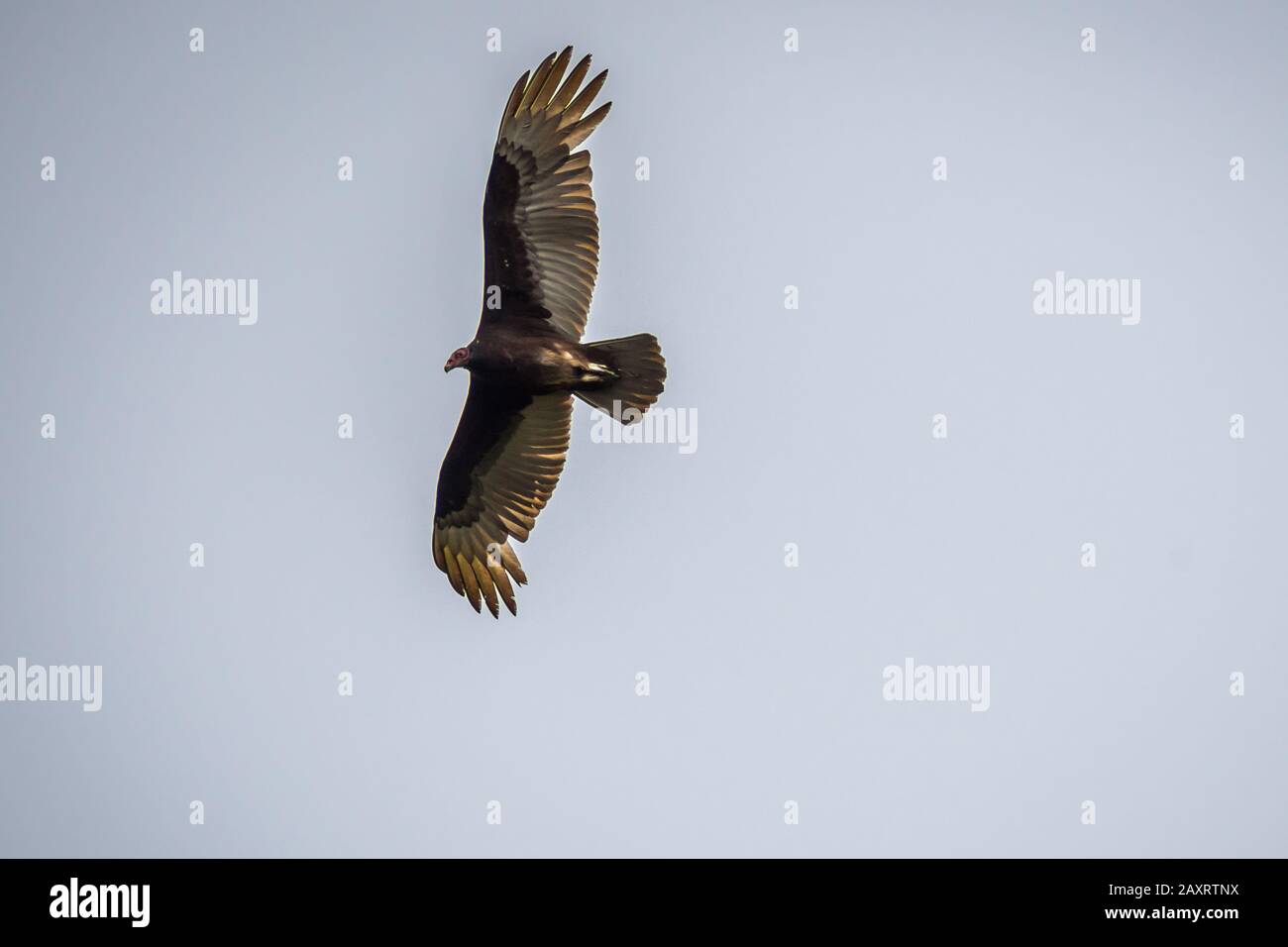 Una grande tacchino Vulture nel Rio Grande Valley state Park, Texas Foto Stock