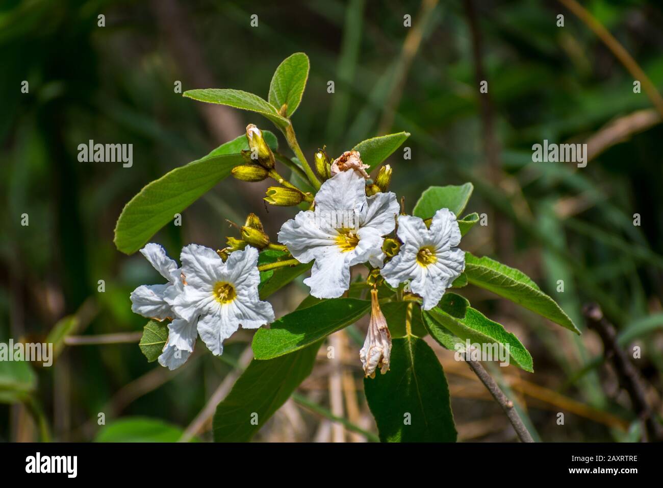 Fiori Selvatici Bianchi Nel Rio Grande Valley State Park, Texas Foto Stock