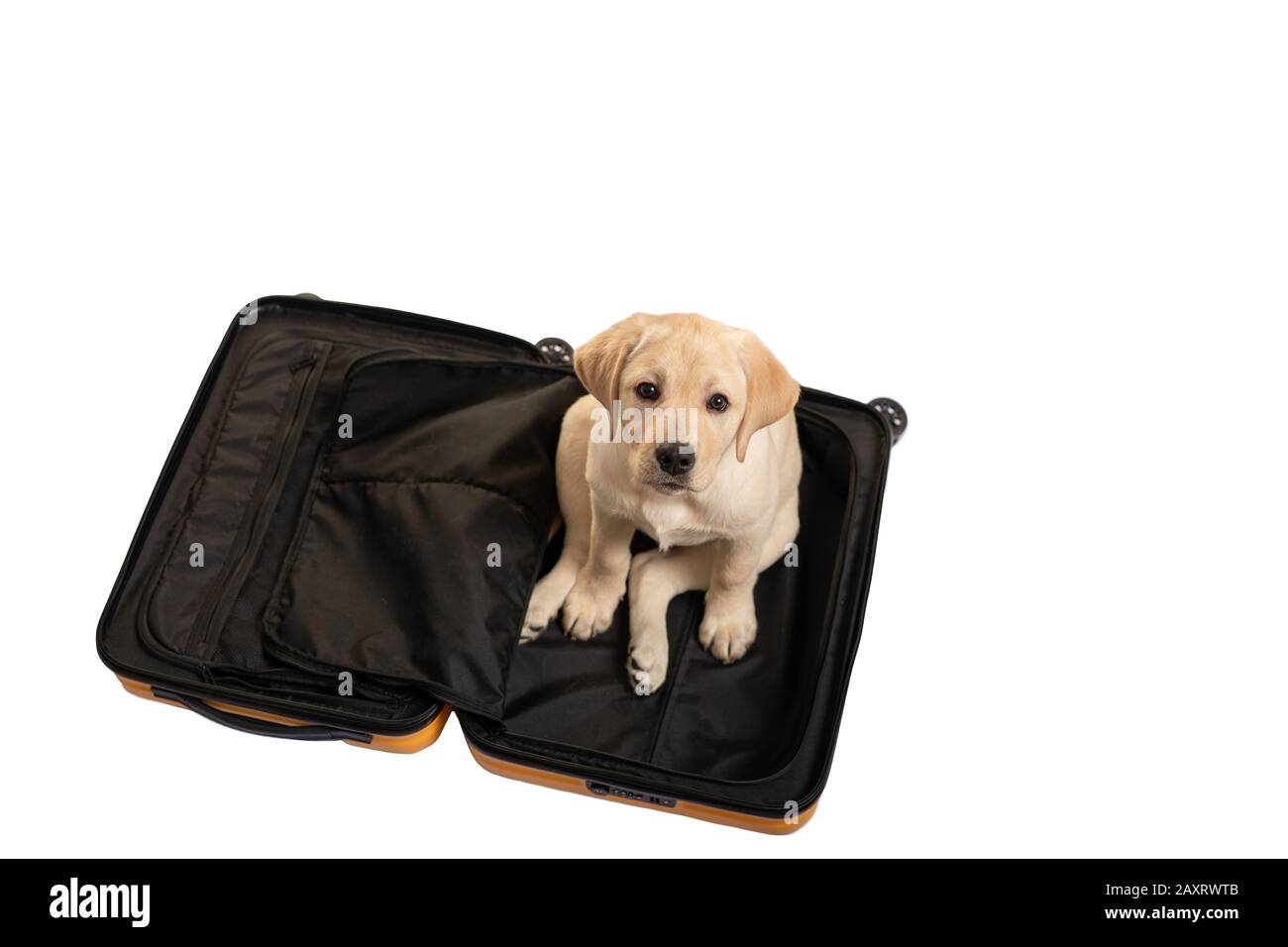 Bellissimo cane di razza Labrador Retriever nel bagaglio. Cucciolo di animali da compagnia seduto all'interno della valigia aperta su bianco. Vista dall'alto, viaggio con concetto di cane. Foto Stock