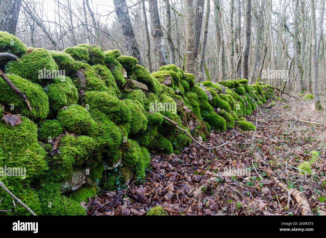 Bella muschio verde coperto muro di pietra secca in una foresta decidua Foto Stock