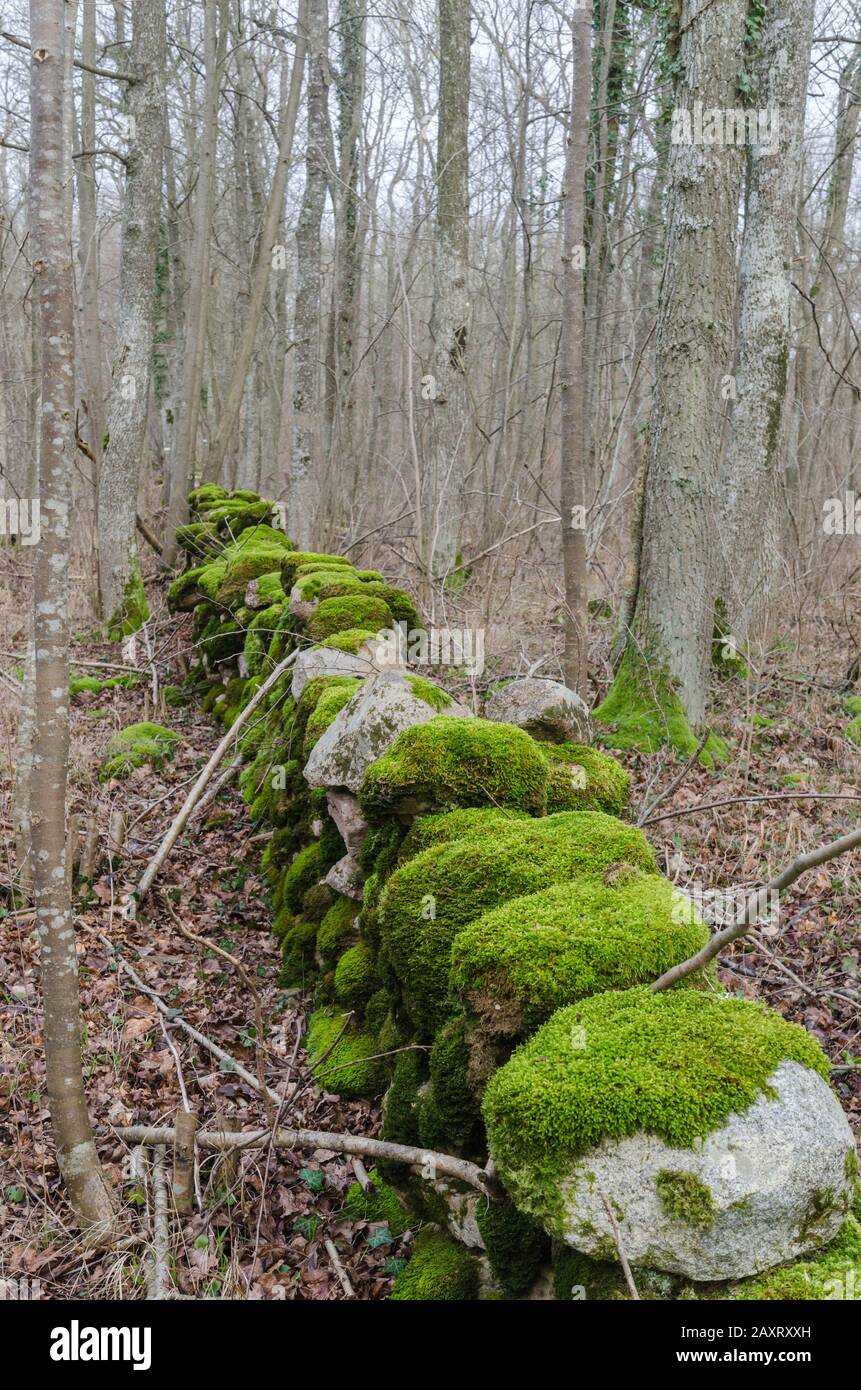Vecchio muschio coperto muro di pietra secca in una foresta grigia decidua Foto Stock
