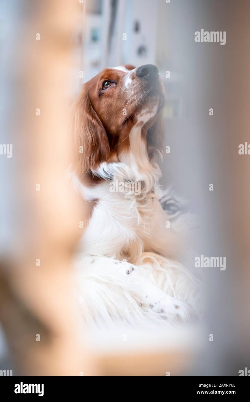 Cane, Irish red and white setter, colpo d'atmosfera con sfocatura Foto Stock