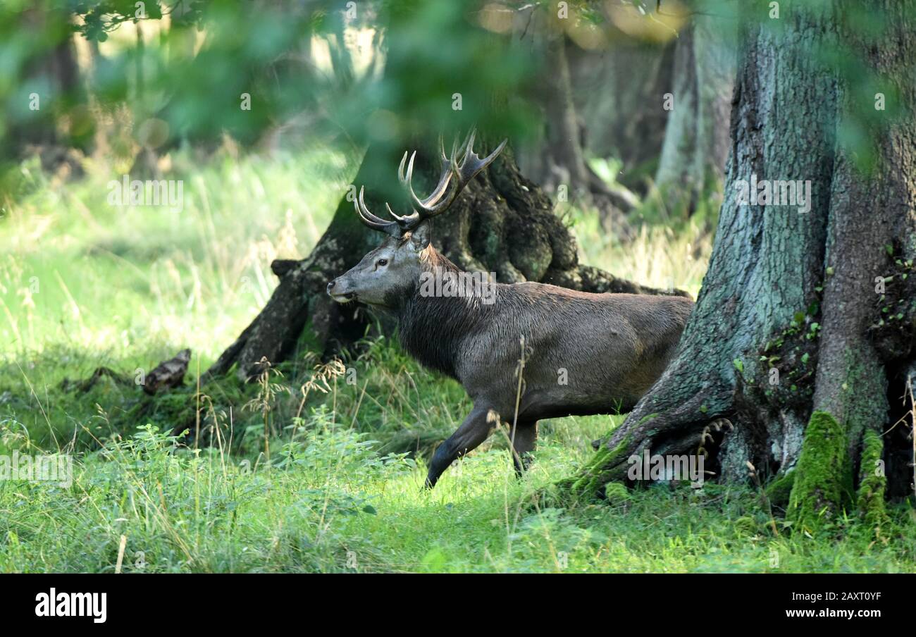 Rut di cervo rosso, cervo capitale nella foresta Foto Stock