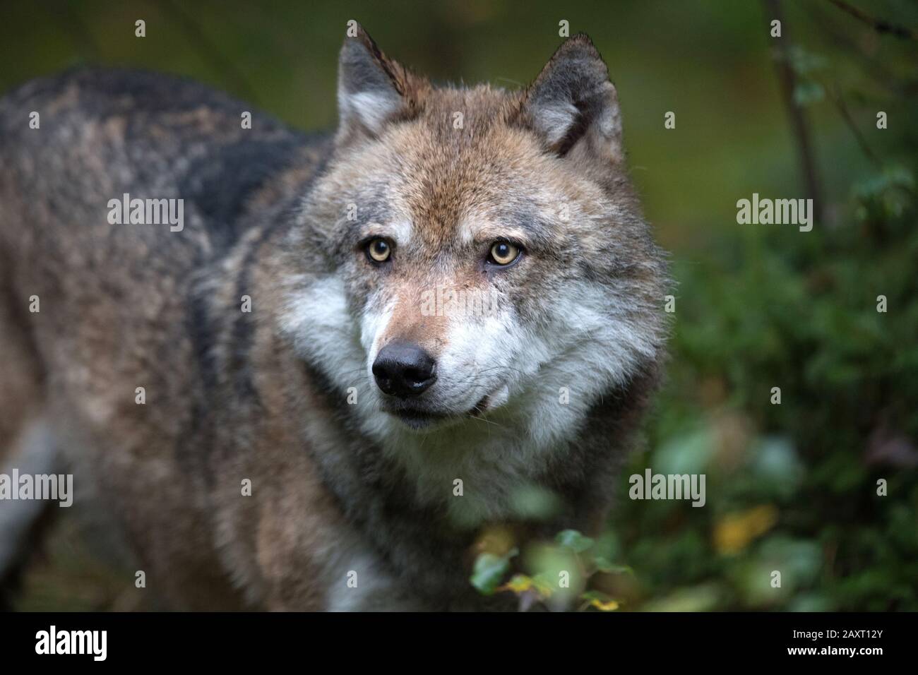 Wolf nei boschi, il Parco Nazionale di Falkenstein nel Parco Nazionale della Foresta Bavarese Foto Stock