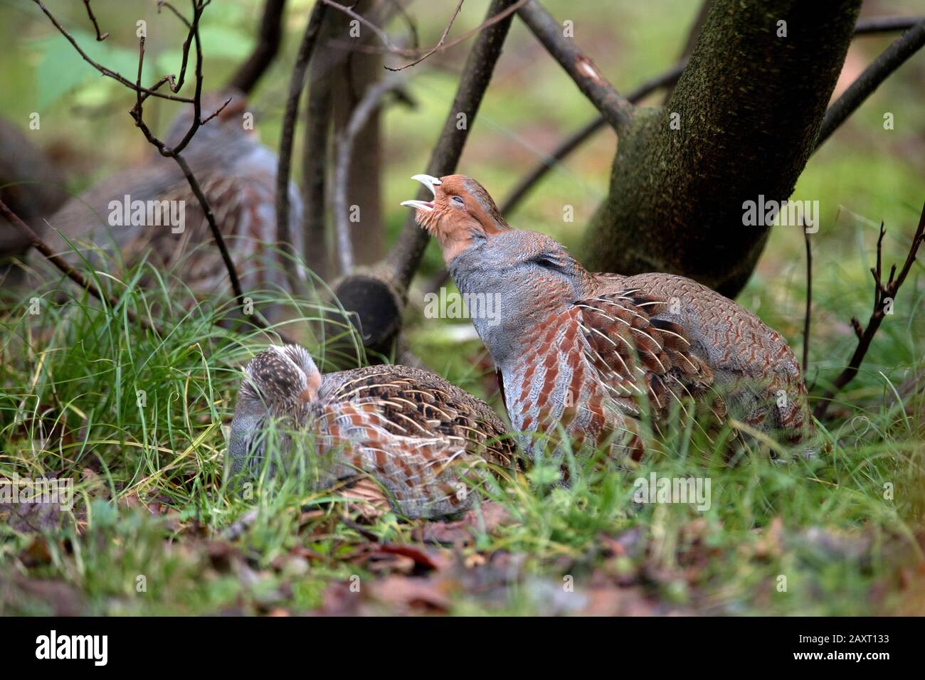 Pernici in autunno Foto Stock