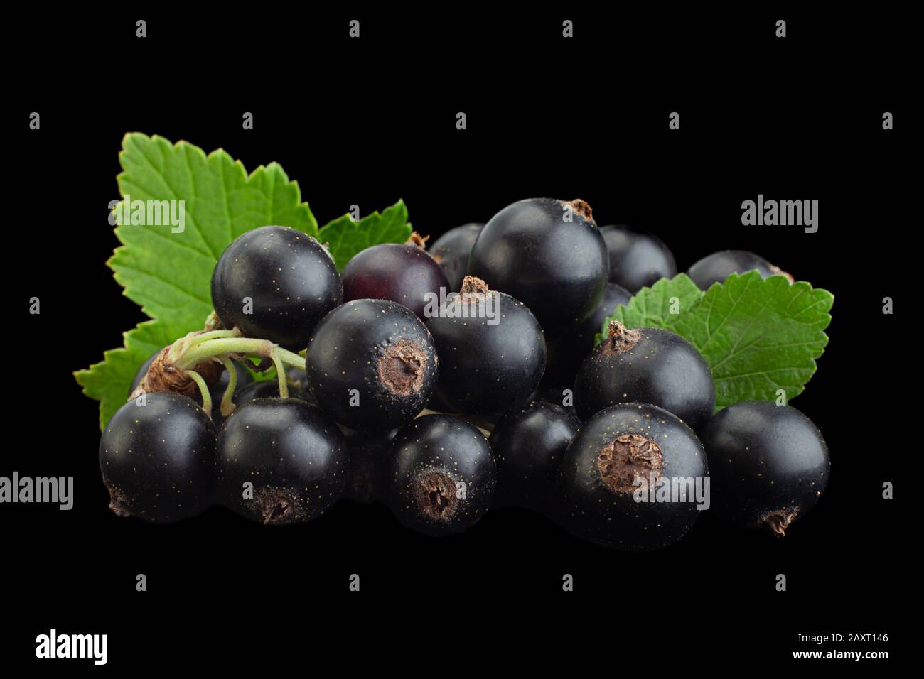 Ribes nero bacche closeup isolato su sfondo nero Foto Stock
