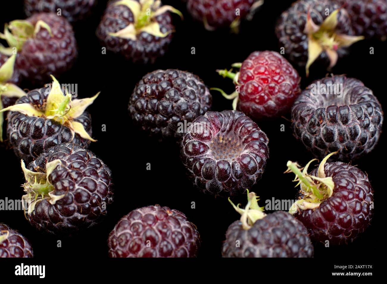 Cumberland ibrido di frutta Lampone e sfondo blackberry Foto Stock