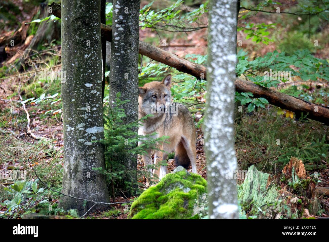Wolf nei boschi, il Parco Nazionale di Falkenstein nel Parco Nazionale della Foresta Bavarese Foto Stock