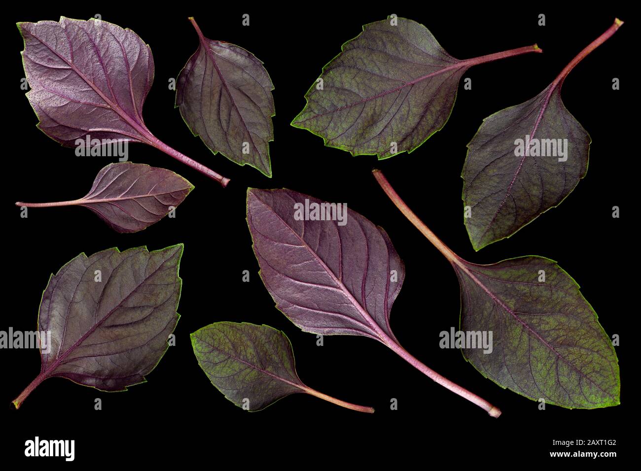 Erba di basilico viola isolata su sfondo nero Foto Stock