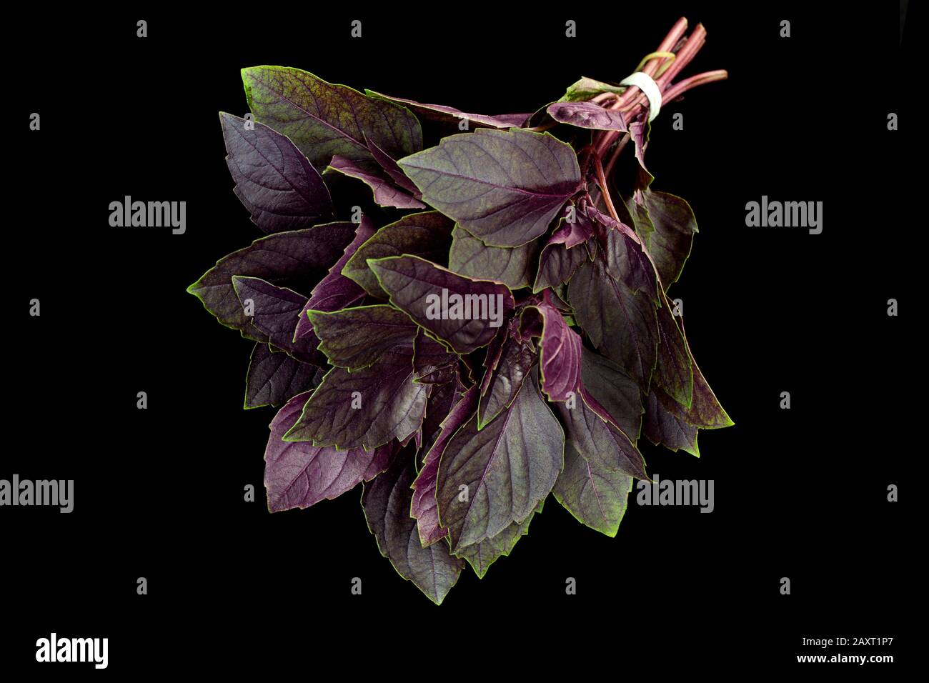 Erba di basilico viola isolata su sfondo nero Foto Stock