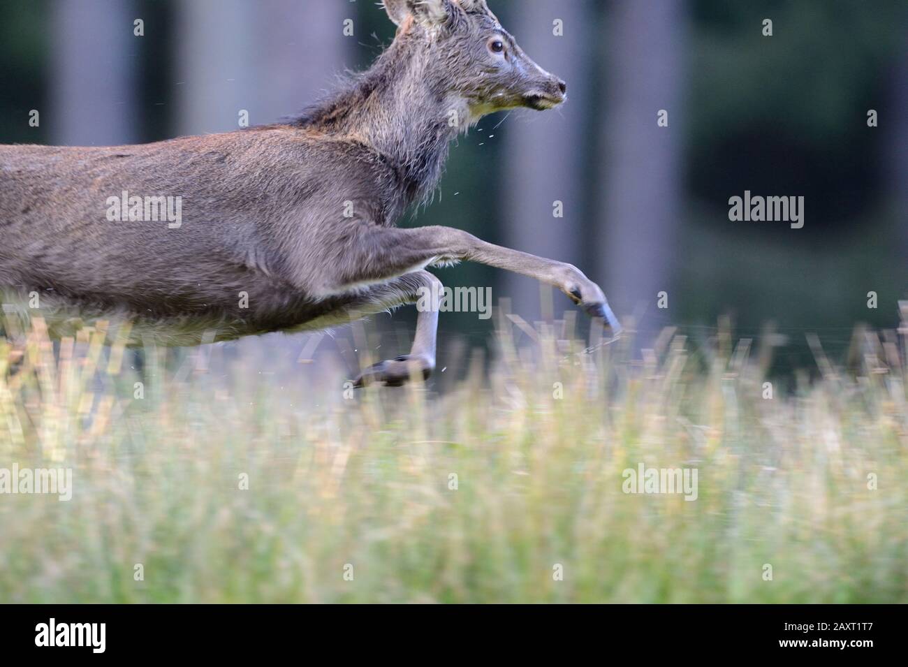 Sika cervi in autunno Foto Stock