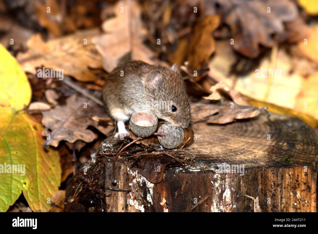 bank vole alla ricerca di cibo nella foresta Foto Stock