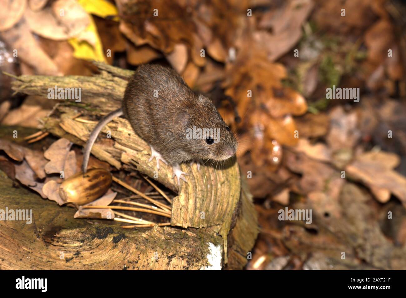 bank vole alla ricerca di cibo nella foresta Foto Stock