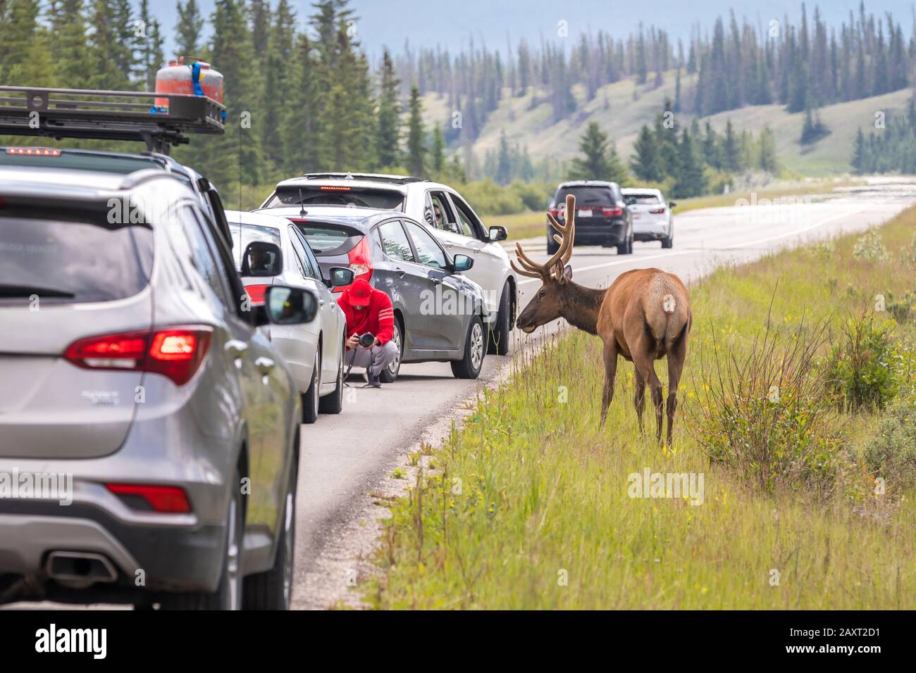 Osservazione della fauna selvatica al Jasper National Park, fotografo è andato troppo vicino a un cervo per scattare una foto. Foto Stock
