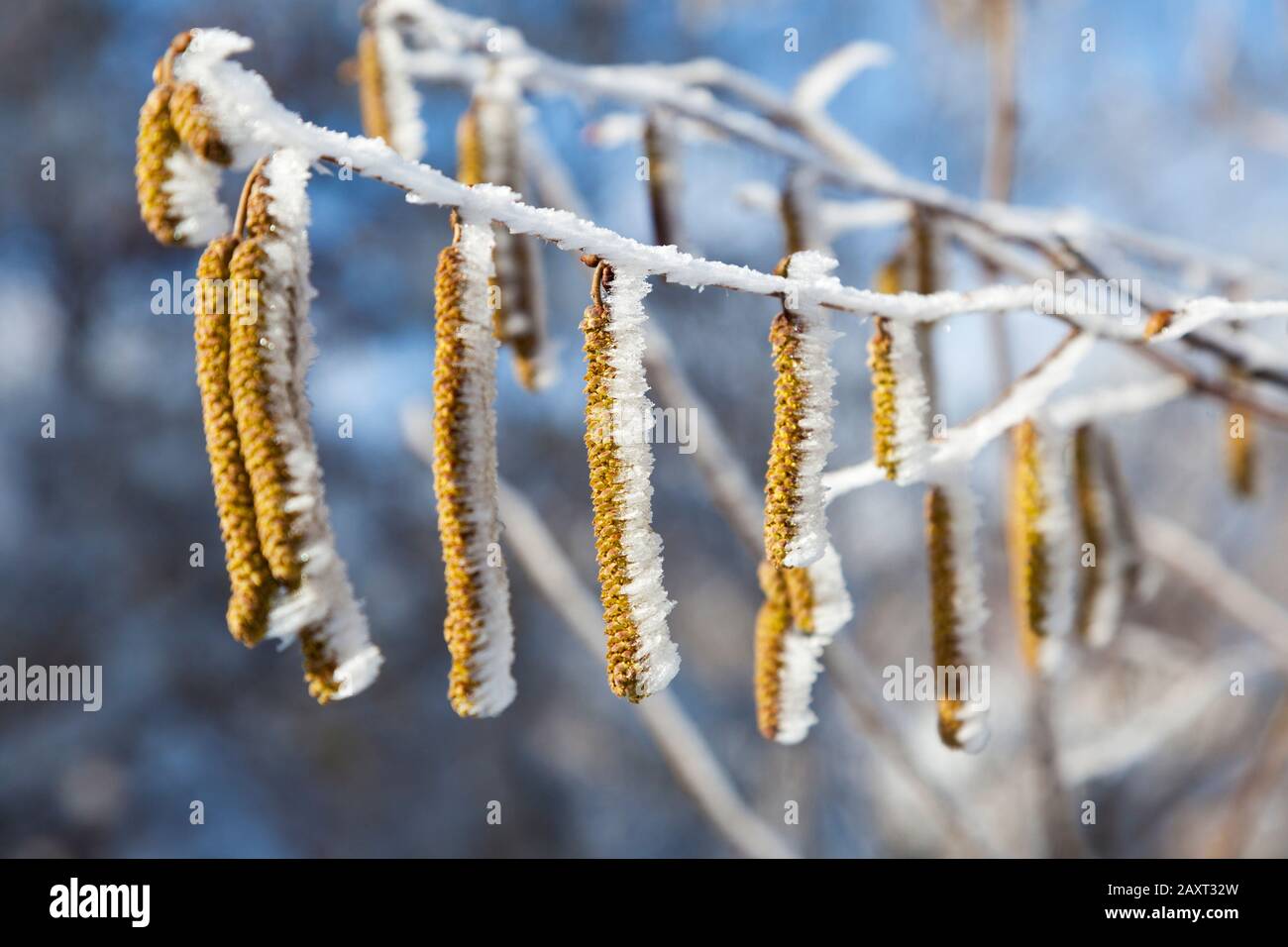 Gelo sui fiori della corilus avellana, il nocciolo comune, Foto Stock