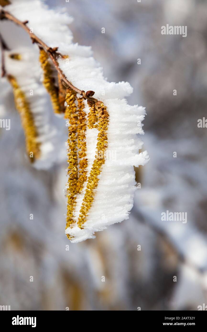 Gelo sui fiori della corilus avellana, il nocciolo comune, Foto Stock