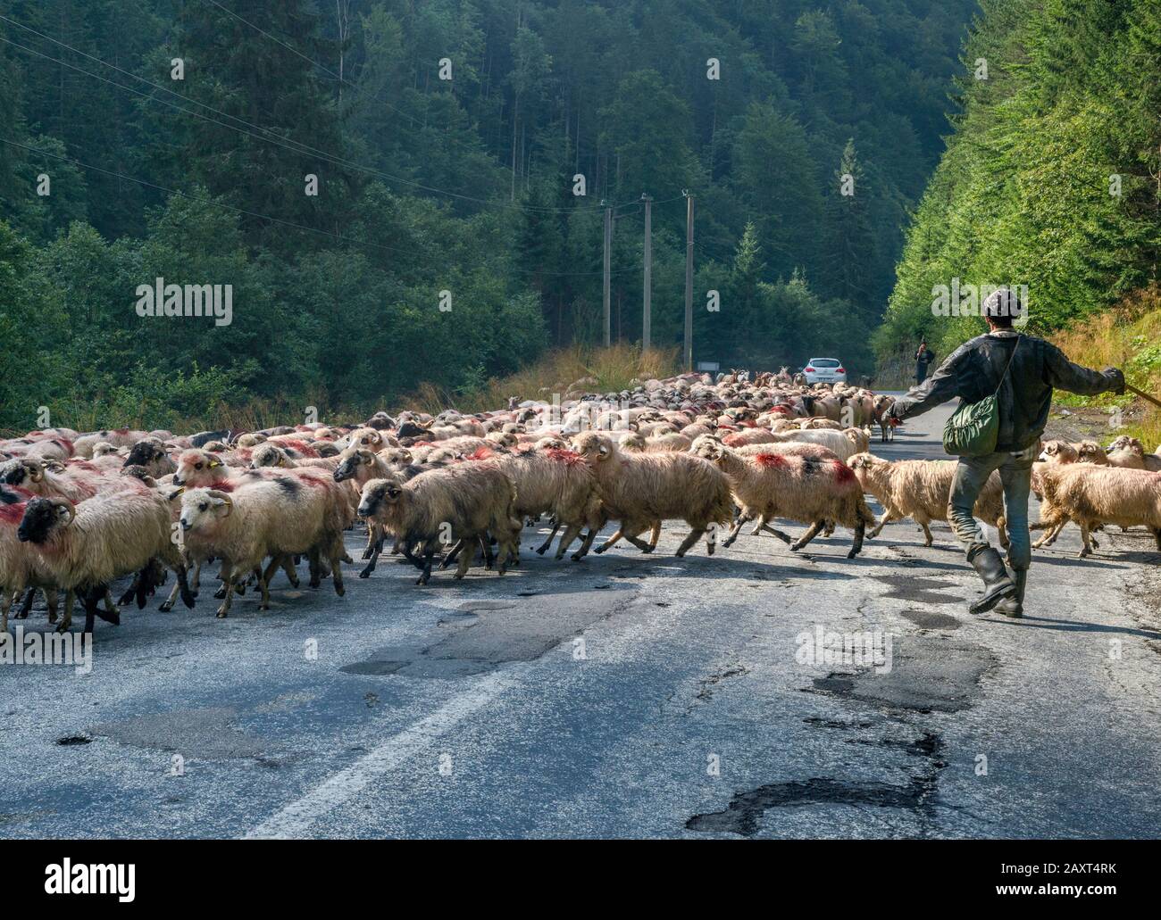Gregge di pecore, pastore su Transfagarasan Road, Fagaras Mountains nei Carpazi meridionali (Alpi transsilvaniane), Romania Foto Stock