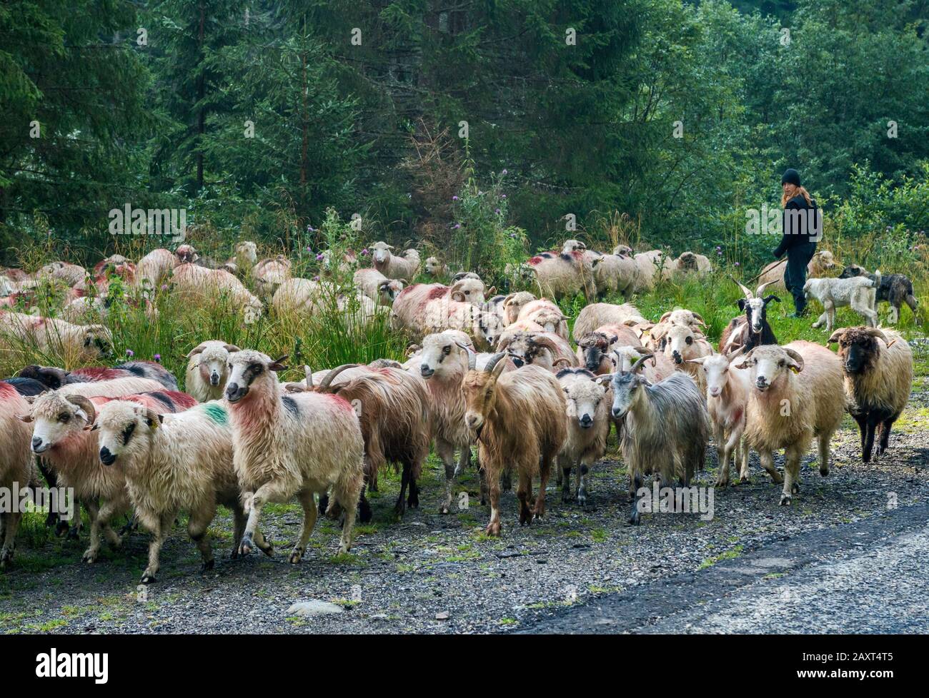 Gregge di pecore, pastore femminile su Transfagarasan Road, Fagaras Mountains nei Carpazi meridionali (Alpi transsilvaniane), Romania Foto Stock