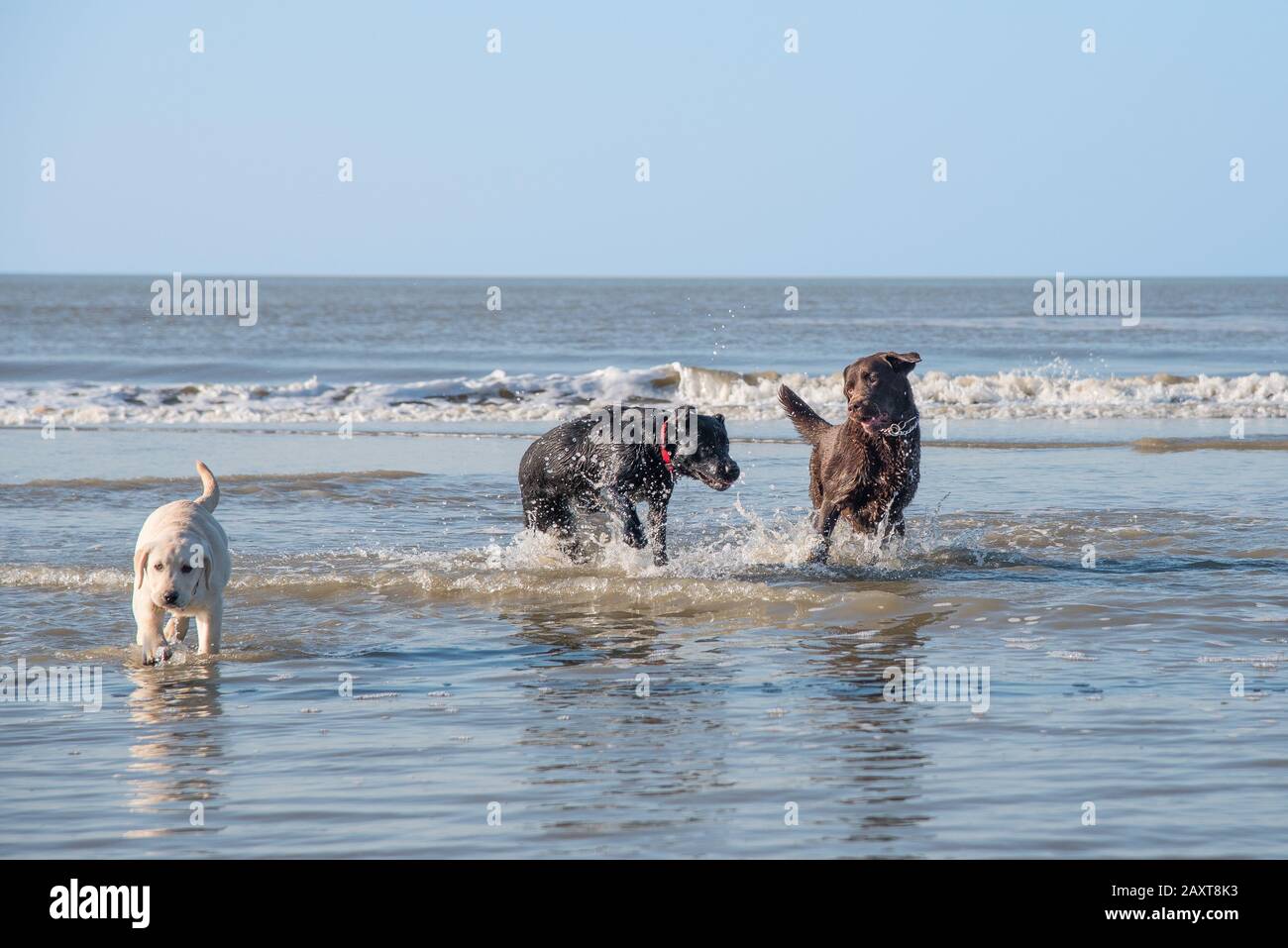Cani che giocano nel surf in spiaggia, in una giornata di sole Foto Stock