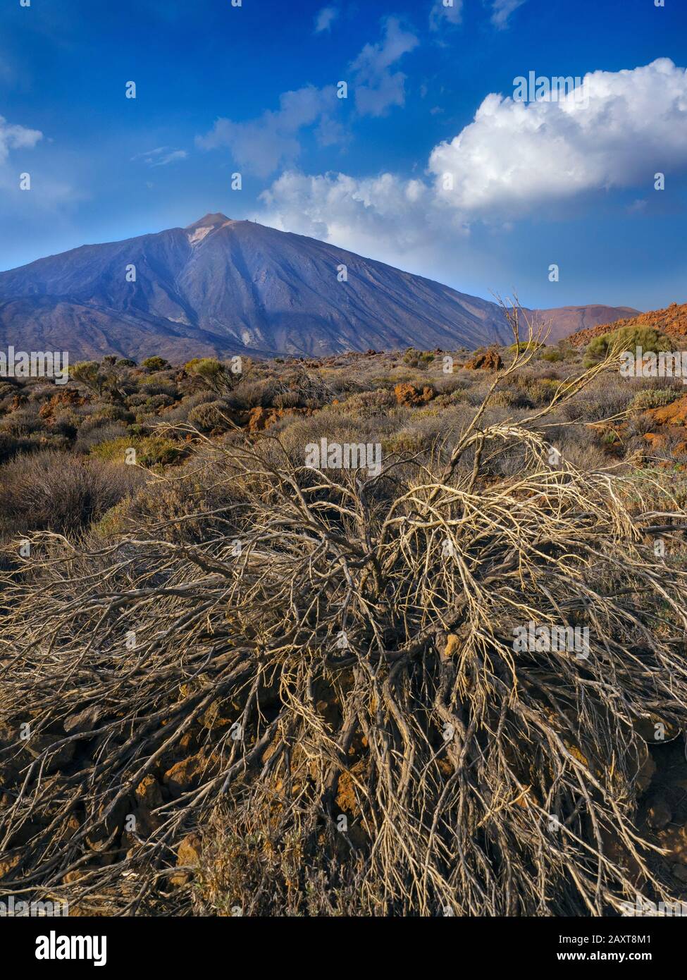 Monte Teide Spagnolo: El Teide, Pico del Teide, vulcano a Tenerife nelle Isole Canarie, Spagna Foto Stock