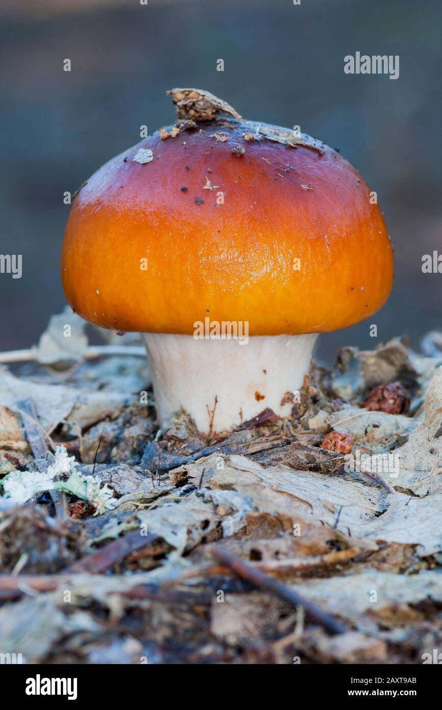 Il giovane cortinarius S.P. Crescendo nel pavimento della foresta tra le foglie morte. Leon, Spagna Foto Stock