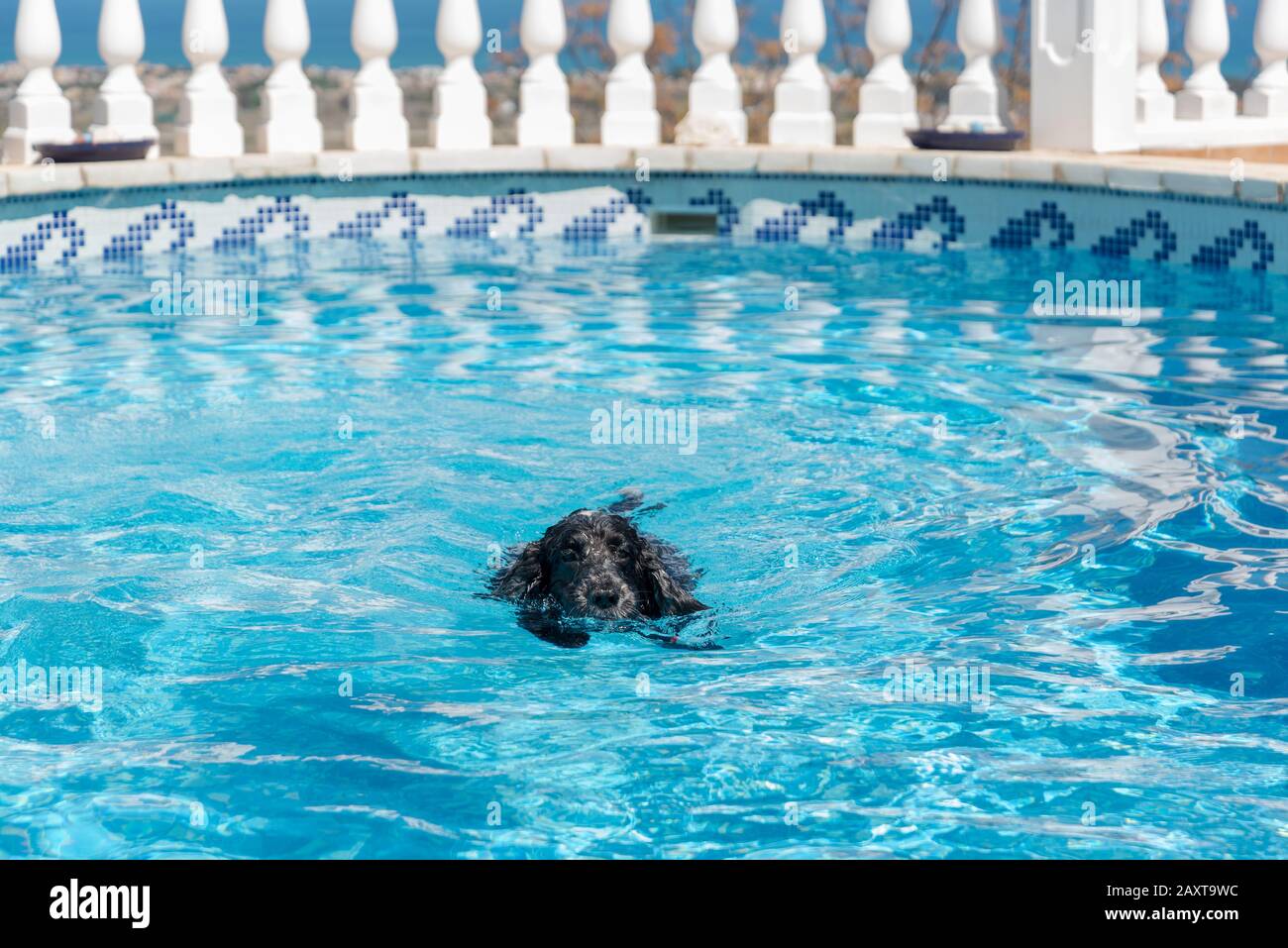 Cocker spaniel cane inglese piscina in piscina Foto Stock