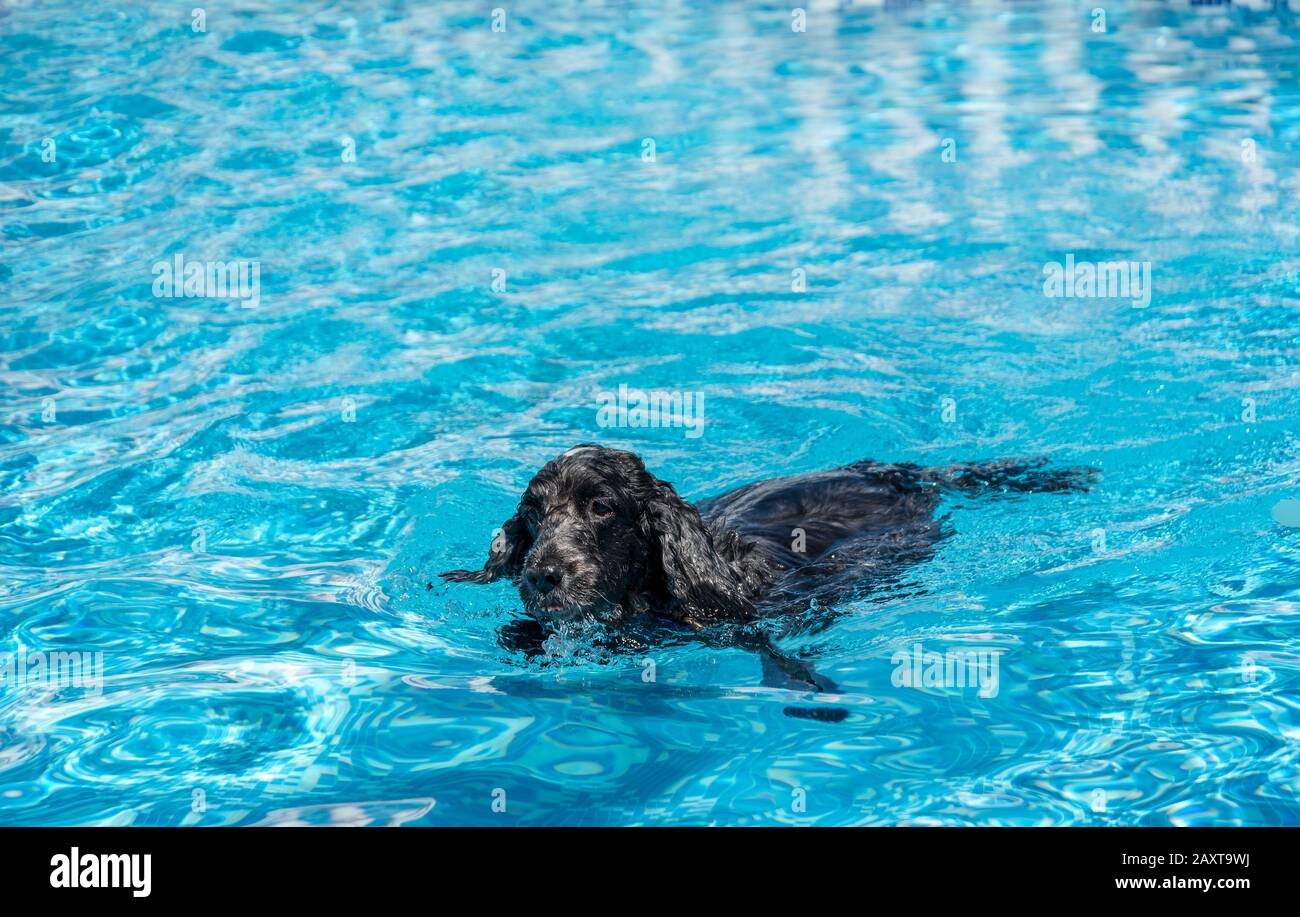 Cocker spaniel cane inglese piscina in piscina Foto Stock